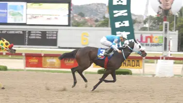 Mira el ajuste de esta yegua de ganar tumbaría los cuadros del 5y6 en La Rinconada Mira el ajuste de esta yegua de ganar tumbaría los cuadros del 5y6 en La Rinconada