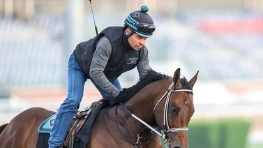 Mira el más reciente trabajo de Señor Buscador rumbo a la Dubai World Cup