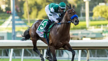 Mira el nuevo producto del campeón pistero y semental Fligthline