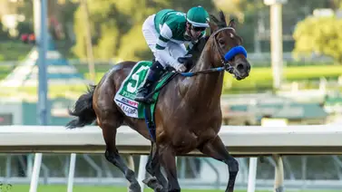 Mira el nuevo producto del campeón pistero y semental Fligthline Mira el nuevo producto del campeón pistero y semental Fligthline