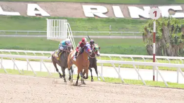 Yegua que le gusta a su jinete para sorprender en La Rinconada Yegua que le gusta a su jinete para sorprender en La Rinconada