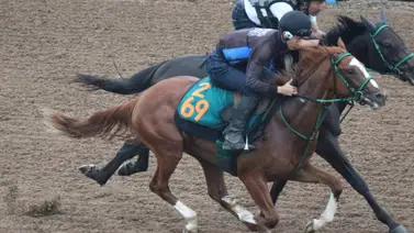 Ejemplar japonés T O Password gana el Fukuryu Stakes Ejemplar japonés T O Password gana el Fukuryu Stakes