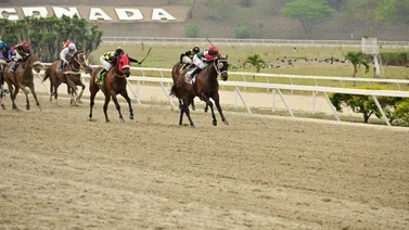 Esto le pasó a Mr. Kamelooh después de la carrera en La Rinconada