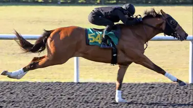 Potro que costó $2.000.000 va por millonaria clasificatoria este sábado Potro que costó $2.000.000 va por millonaria clasificatoria este sábado