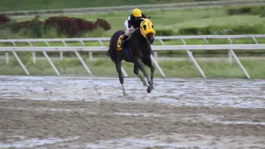 Hijo de un ganador de Caribe debuta este domingo en La Rinconada Hijo de un ganador de Caribe debuta este domingo en La Rinconada