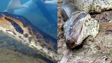 ¿Qué sucedió con la anaconda más grande del mundo?