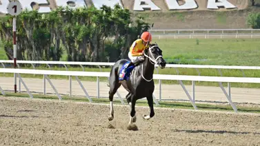 Con este ajuste está yegua puede sorprender a una de las líneas nacionales Con este ajuste está yegua puede sorprender a una de las líneas nacionales
