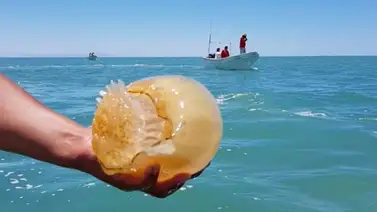 Misteriosos animales tienen invadidas las playas de Miranda en Semana Santa Misteriosos animales tienen invadidas las playas de Miranda en Semana Santa