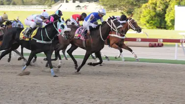 Aquí están los favoritos de la cátedra para el 5 y 6 Nacional de la Reunión 12 en La Rinconada Aquí están los favoritos de la cátedra para el 5 y 6 Nacional de la Reunión 12 en La Rinconada