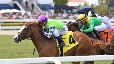 Javier Castellano gana y paga el mejor dividendo en este Stake del sábado en Gulstream Park