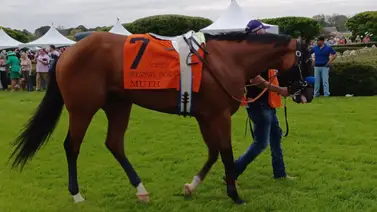 Potros de Bob Baffert siguen su camino hacia la "doble corona" Potros de Bob Baffert siguen su camino hacia la "doble corona"