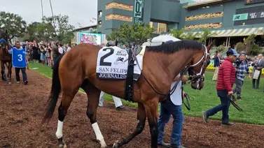 Caballo criado por Haras chileno le quita a Barnes el invicto en el San Felipe Stakes Caballo criado por Haras chileno le quita a Barnes el invicto en el San Felipe Stakes