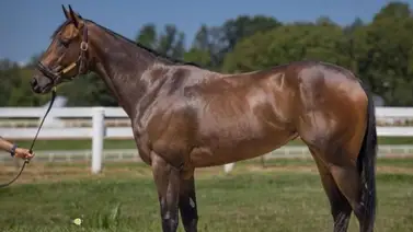 Yegua que costó 45.000$ hace su debut este domingo en La Rinconada Yegua que costó 45.000$ hace su debut este domingo en La Rinconada