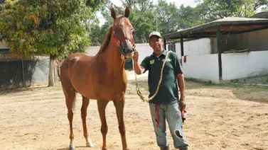 ¡Se acabó la espera! Hijo de Gun Runner debuta en La Rinconada este domingo ¡Se acabó la espera! Hijo de Gun Runner debuta en La Rinconada este domingo