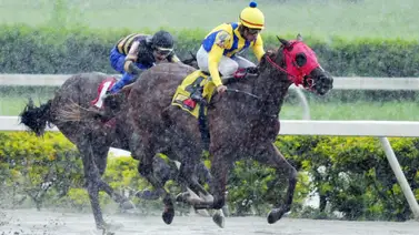 Potro que tienen por bueno reaparece en esta importante selectiva del domingo en La Rinconada Potro que tienen por bueno reaparece en esta importante selectiva del domingo en La Rinconada