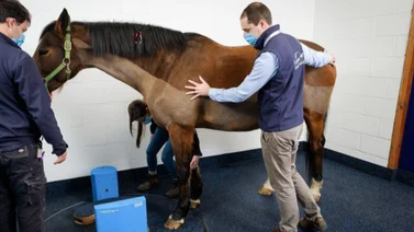 Suspenden por tres años a veterinario de este hipódromo de Estados Unidos