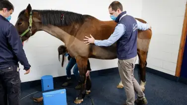 Suspenden por tres años a veterinario de este hipódromo de Estados Unidos Suspenden por tres años a veterinario de este hipódromo de Estados Unidos