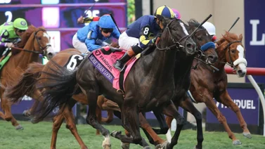 Reportan la primera yegua preñada de este ganador de la Breeders’ Cup Mile