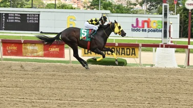 Caballo que ganó cuatro veces en el 2024 reaparece con nuevo entrenador en La Rinconada