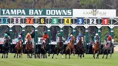 Aquí el Best Best y los Picks para la jornada en Tampa Bay Downs 5-3-2025 (+Retirados) Aquí el Best Best y los Picks para la jornada en Tampa Bay Downs 5-3-2025 (+Retirados)