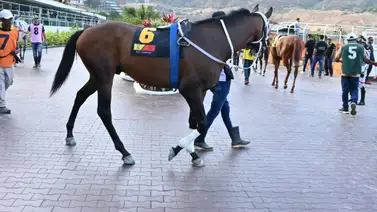 Indudablemente como trabajó este potro debe mejorar del cielo a la tierra en la reunión ocho Indudablemente como trabajó este potro debe mejorar del cielo a la tierra en la reunión ocho