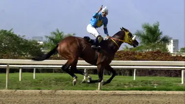 My Own Business en una competencia en La Rinconada. My Own Business en una competencia en La Rinconada.