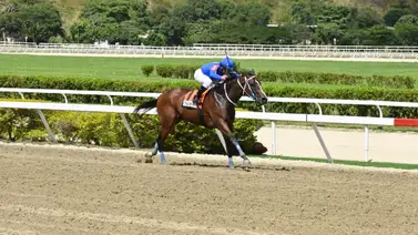 Todo lo que debes saber sobre Bella del Nilo luego de su participación en el Clásico “Ana María Freudman” GIII Todo lo que debes saber sobre Bella del Nilo luego de su participación en el Clásico “Ana María Freudman” GIII