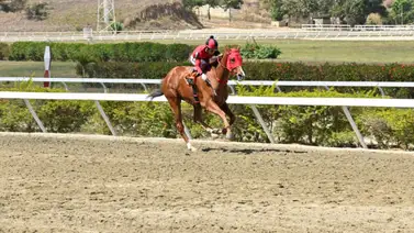 Piccina Mía a continuar con la racha de triunfos en el Clásico “Gustavo J Sanabria” (GII) en La Rinconada Piccina Mía a continuar con la racha de triunfos en el Clásico “Gustavo J Sanabria” (GII) en La Rinconada