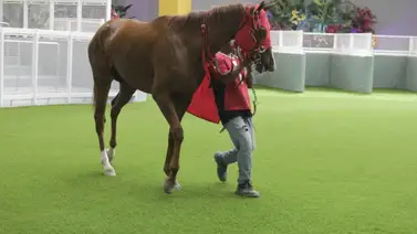 Yegua de gran pedigree que falló en su debut retorna a la pista luego de 112 días sin correr Yegua de gran pedigree que falló en su debut retorna a la pista luego de 112 días sin correr