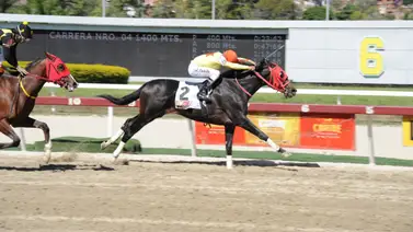 Ejemplar considerado un buen potro en el 2024 reaparece este domingo en La Rinconada luego de 126 días sin correr Ejemplar considerado un buen potro en el 2024 reaparece este domingo en La Rinconada luego de 126 días sin correr