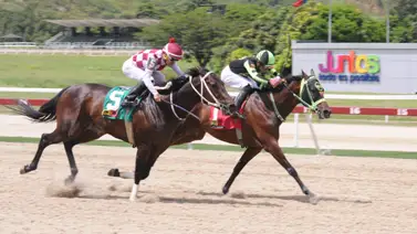 Este ejemplar prometía: Falló en su última carrera entre los cotizados, pero ahora no hay que subestimarlo Este ejemplar prometía: Falló en su última carrera entre los cotizados, pero ahora no hay que subestimarlo