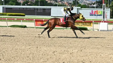 Reaparece hijo de doble coronado luego de un parón de 112 días con entrenador nuevo 