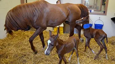 Nacen potras gemelas por primera vez en esta granja en Estados Unidos Nacen potras gemelas por primera vez en esta granja en Estados Unidos