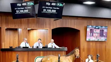 Hija de semental que ya dio un ganador del Kentucky Derby es vendida por 1,1 millones de dólares Hija de semental que ya dio un ganador del Kentucky Derby es vendida por 1,1 millones de dólares