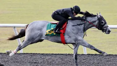Hijo de Gun Runner marcó récord de venta por 3 millones de dólares Hijo de Gun Runner marcó récord de venta por 3 millones de dólares