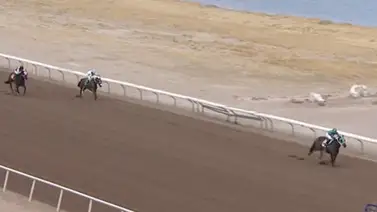 Media hermana de Señor Buscador consigue su primera victoria como purasangre Media hermana de Señor Buscador consigue su primera victoria como purasangre