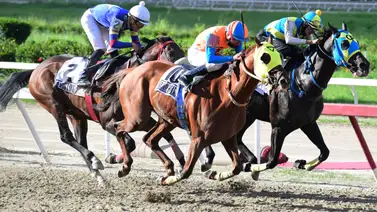 Estén muy atentos con este ejemplar que da por video que de ganar podría ofrecer un excelente dividendo en La Rinconada Estén muy atentos con este ejemplar que da por video que de ganar podría ofrecer un excelente dividendo en La Rinconada