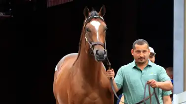 John Velázquez debutará este sábado un hijo de Into Mischief que costó 3 millones de dólares John Velázquez debutará este sábado un hijo de Into Mischief que costó 3 millones de dólares