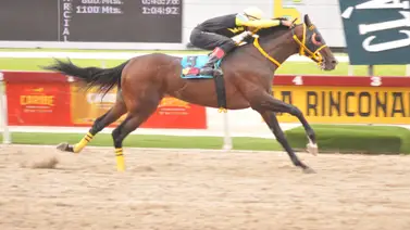 Conoce al ejemplar que promete ser el “dato de los vivitos” para triunfar en la carrera de los acumulados del 5y6 Conoce al ejemplar que promete ser el “dato de los vivitos” para triunfar en la carrera de los acumulados del 5y6