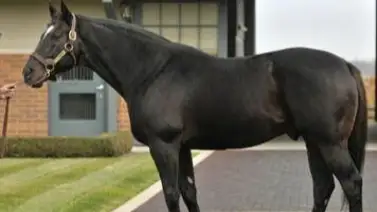 Descubre la historia familiar de Juan Valdez, el caballo norteamericano que hará su debut en La Rinconada Descubre la historia familiar de Juan Valdez, el caballo norteamericano que hará su debut en La Rinconada