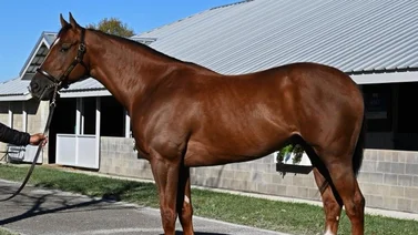 Nieto de ganador del Preakness Stakes con Javier Castellano debuta este domingo en La Rinconada
