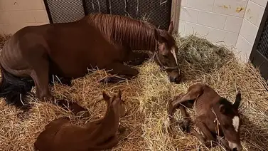 Mary-Kate y Ashley regresan a Meadowbrook Farm Mary-Kate y Ashley regresan a Meadowbrook Farm