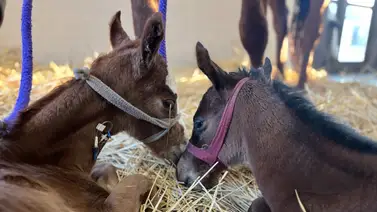 Sabias que nacimientos de gemelas representan 0,0002% en Estados Unidos Sabias que nacimientos de gemelas representan 0,0002% en Estados Unidos