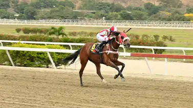 Potencial sorpresa en La Rinconada: La yegua que acumula dos victorias y un ajuste cómodo Potencial sorpresa en La Rinconada: La yegua que acumula dos victorias y un ajuste cómodo