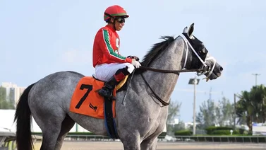 Reaparece caballo de José Francisco D’Angelo que se destacó en Royal Ascot 