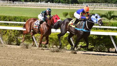 Este ejemplar podría dar la campanada en la primera del loto hípico: ¡No Te lo Pierdas! Este ejemplar podría dar la campanada en la primera del loto hípico: ¡No Te lo Pierdas!