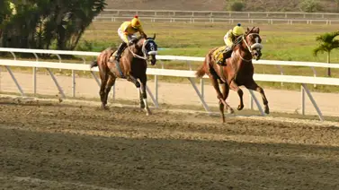 Este potro de más de 470 kilos ajusta cómodo y le puede dar la primera victoria al jinete aprendiz Este potro de más de 470 kilos ajusta cómodo y le puede dar la primera victoria al jinete aprendiz