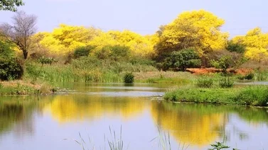 Jardin Botanico Maracaibo floración de los curarires