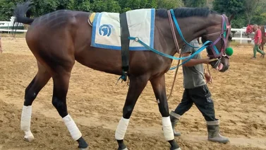 Una nueva estrella en La Rinconada: La nieta de un ganador de pruebas de grado en EE. UU debuta