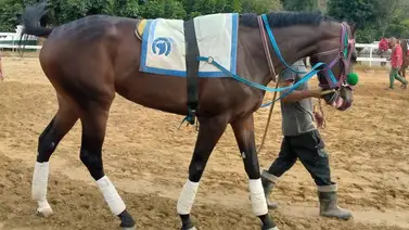 Una nueva estrella en La Rinconada: La nieta de un ganador de pruebas de grado en EE. UU debuta Una nueva estrella en La Rinconada: La nieta de un ganador de pruebas de grado en EE. UU debuta